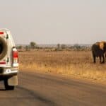 Sunny Cars Mietwagen in Namibia mit Elefant